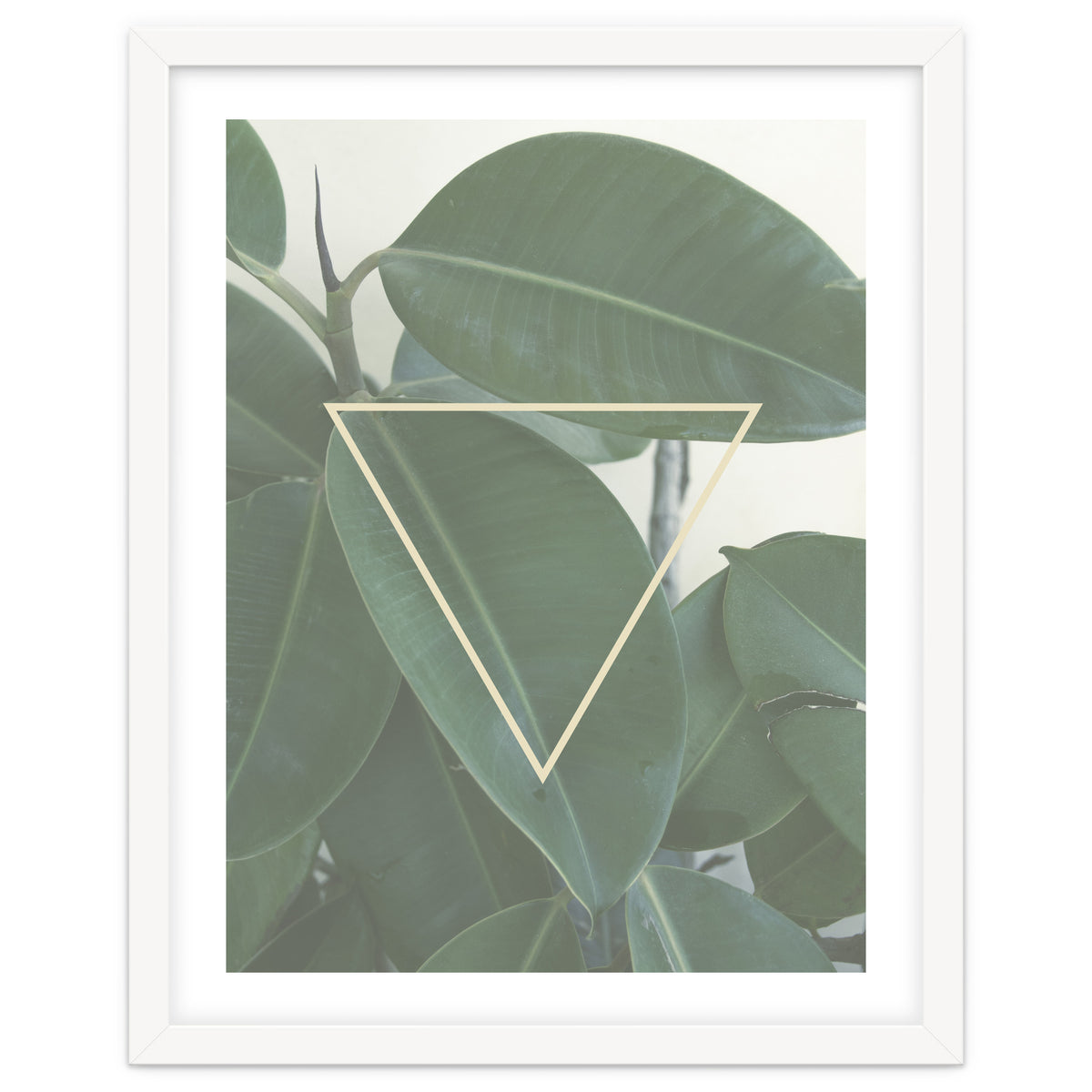 ficus triangle