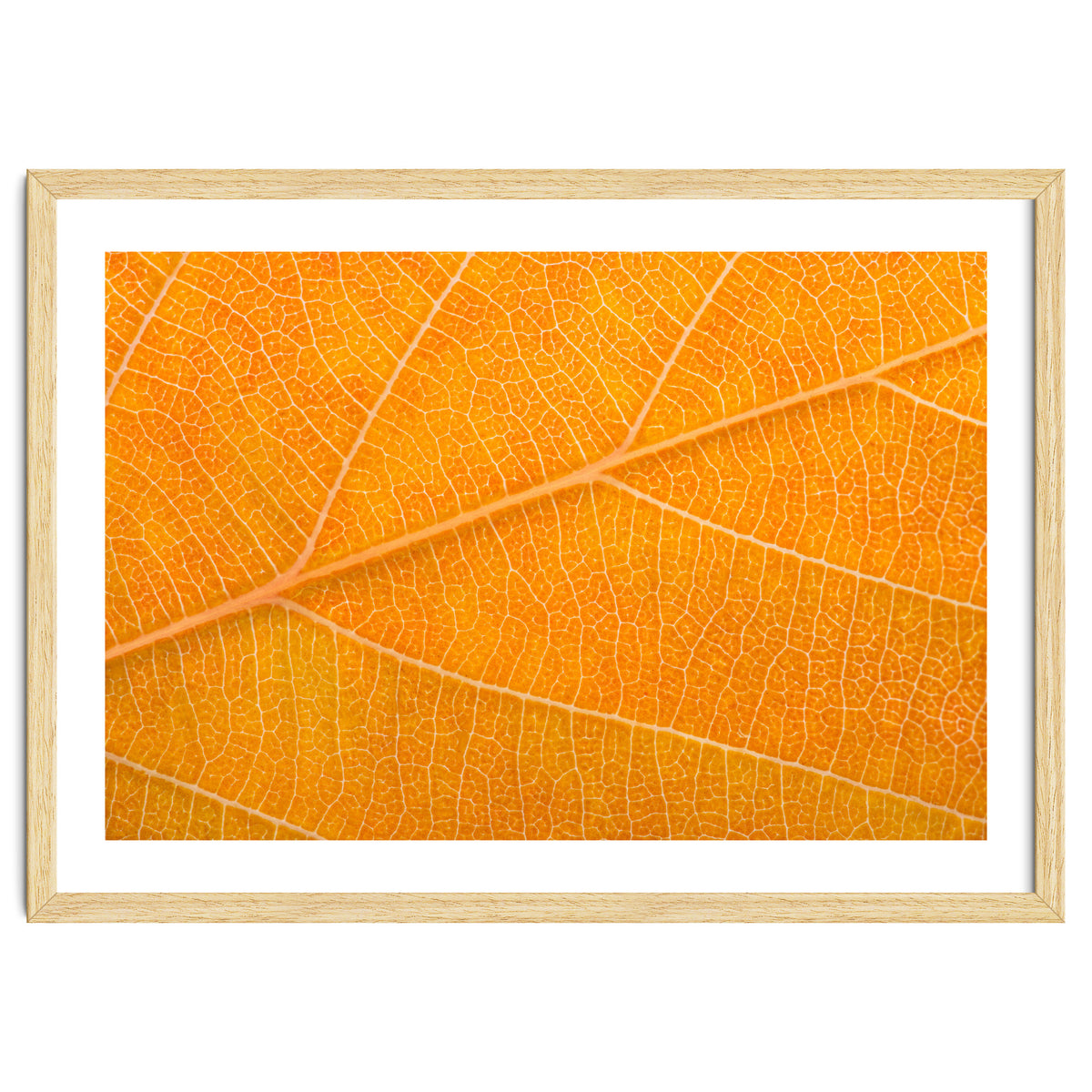 Autumn Leaf