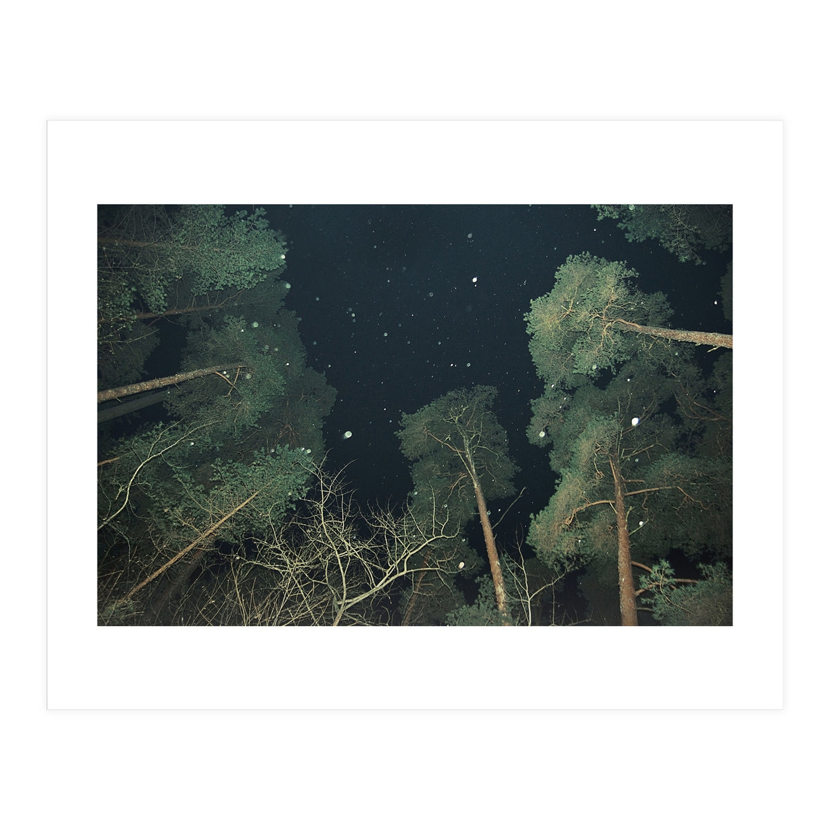 Broccoli (Print Only)