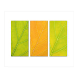 Autumn Leaves (Print Only) thumbnail