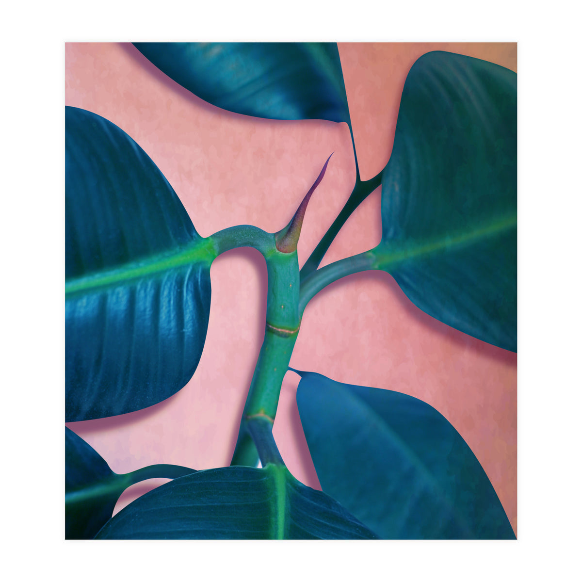 Ficus Elastica (Print Only)