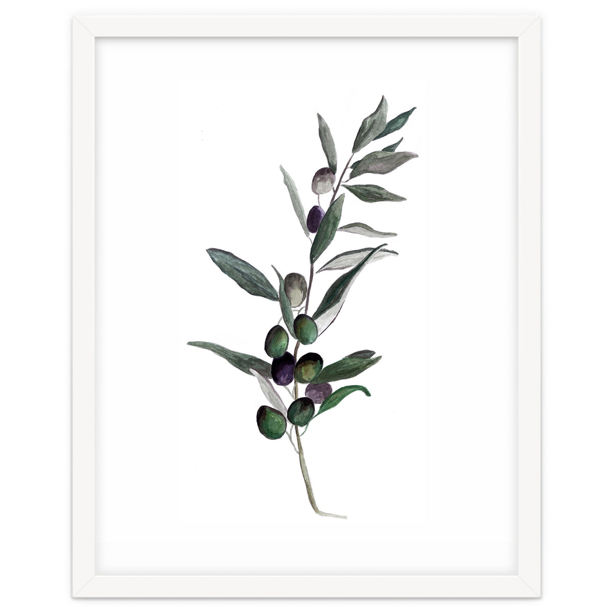 Botanical Illustration Olive