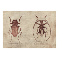 Dorysthenes Buqueti Paraleprodera Crucifera (Print Only)