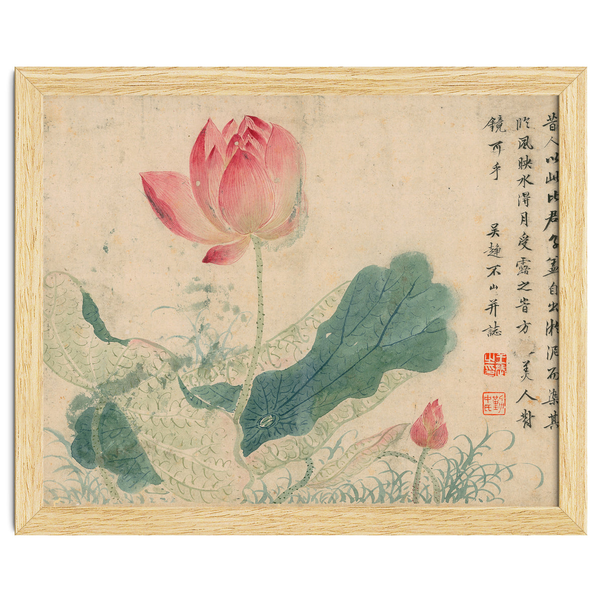 Qing Wangwu Flower album, lotus, lotus leaf, pond, copy of water grass