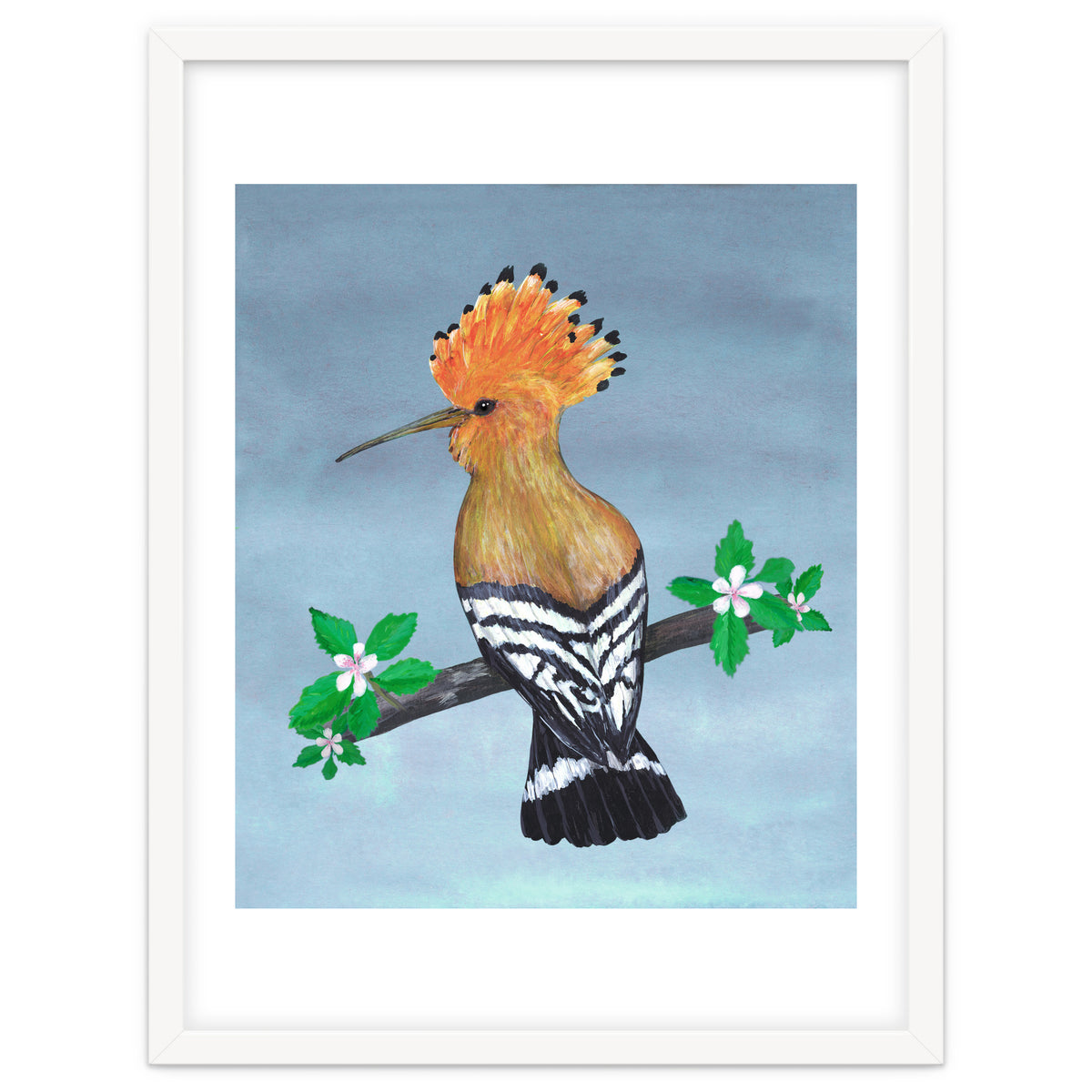 Hoopoe bird