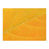Autumn Leaf (Print Only) thumbnail