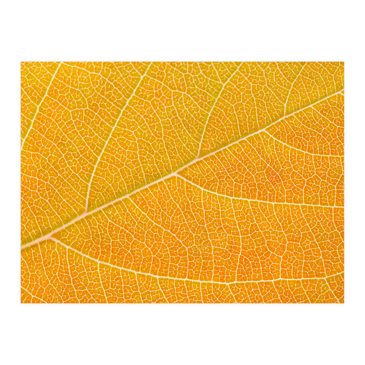 Autumn Leaf (Print Only)