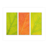 Autumn Leaves (Print Only) thumbnail
