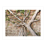 Roots (Print Only) thumbnail