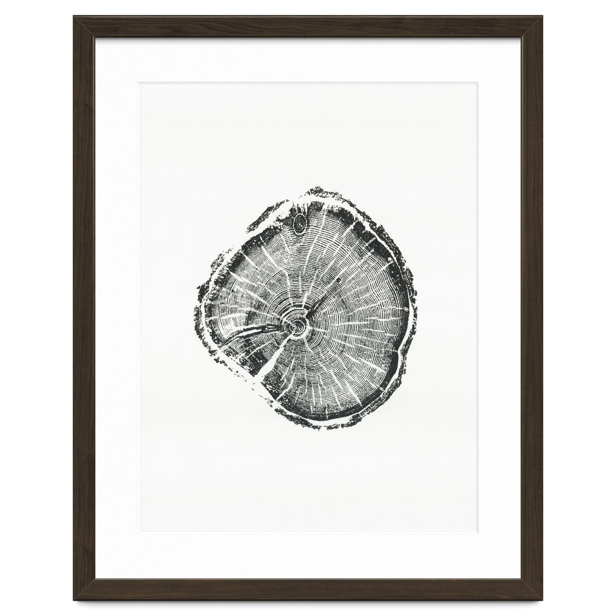 Tree Ring Print, Albion Basin, Utah, Pine Tree Print