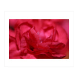 Red Peony (Print Only) thumbnail