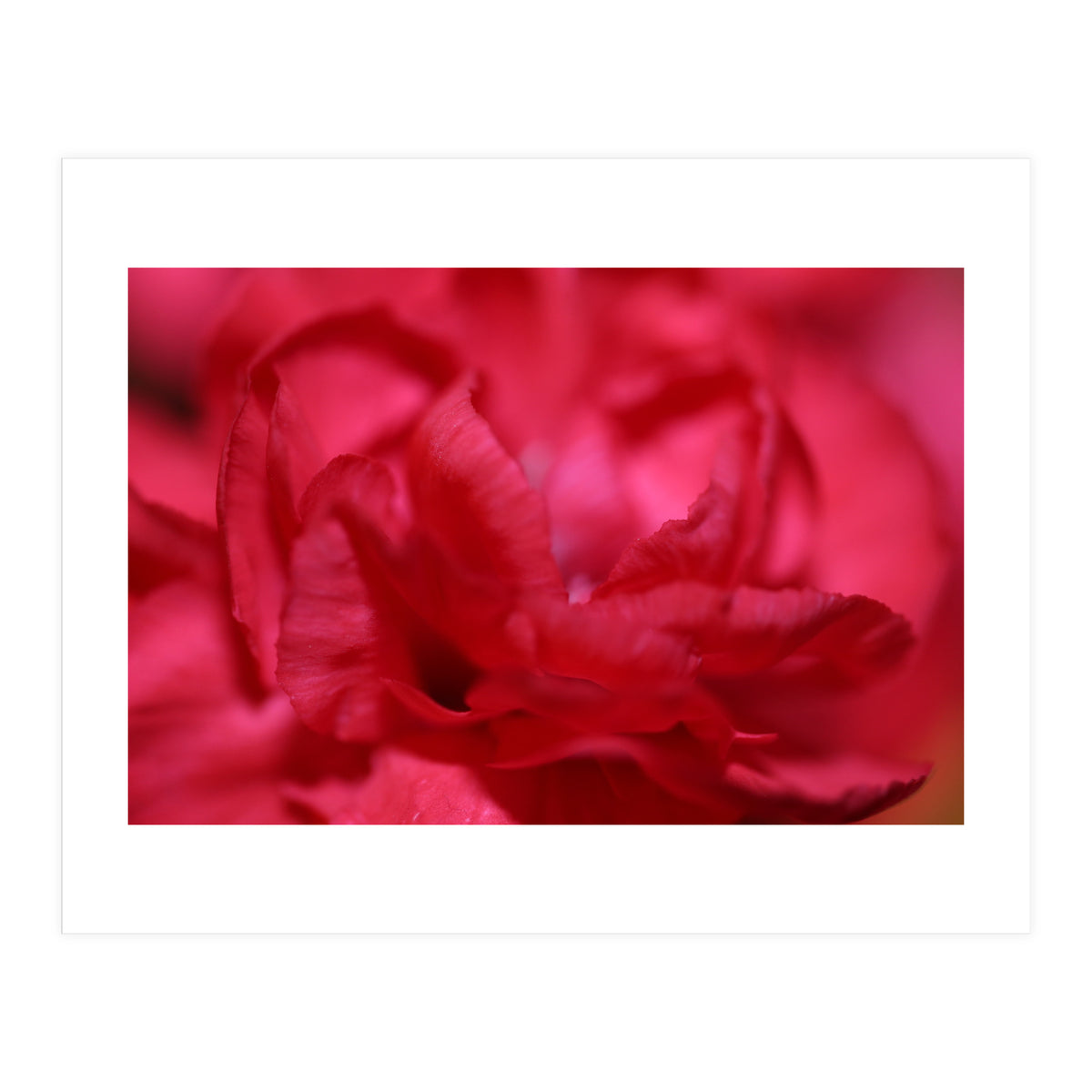 Red Peony (Print Only)