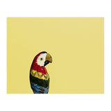 Parrot (Print Only) thumbnail