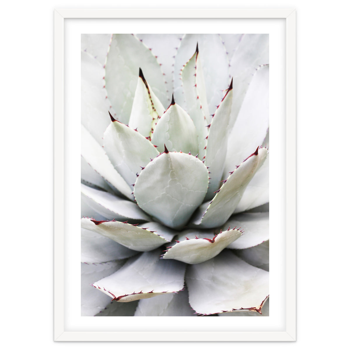 Agave plant