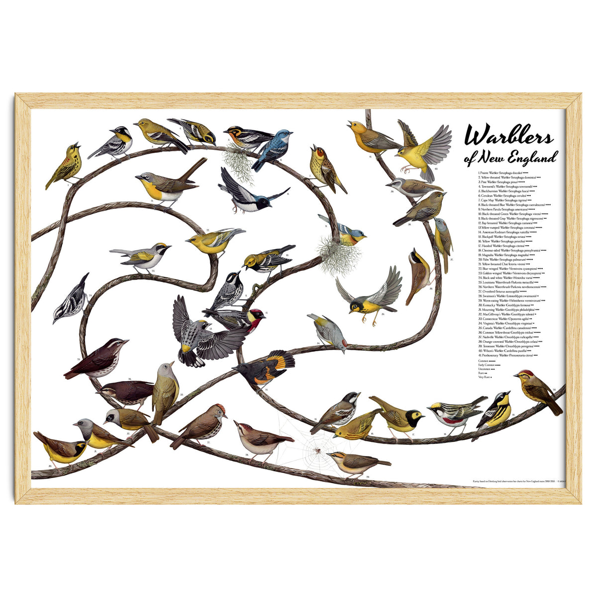 Warblers of New England