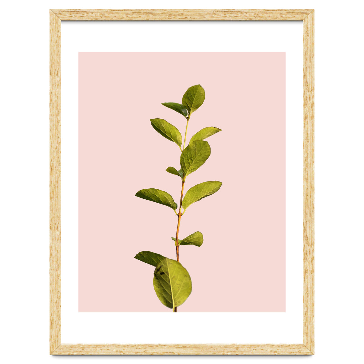 Botanical Art V3