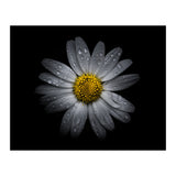 Backyard Flowers No 16 Color Version (Print Only) thumbnail