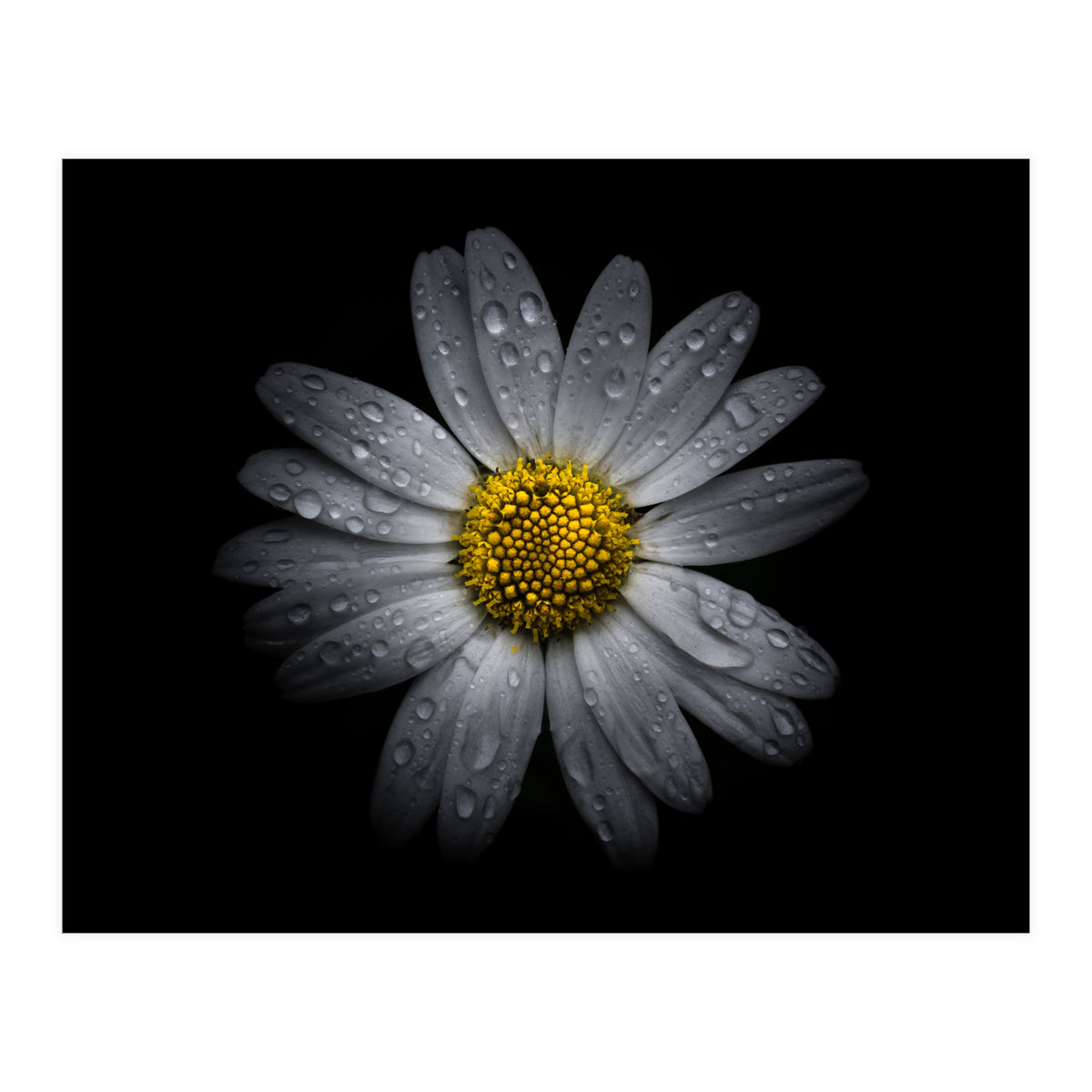 Backyard Flowers No 16 Color Version (Print Only)