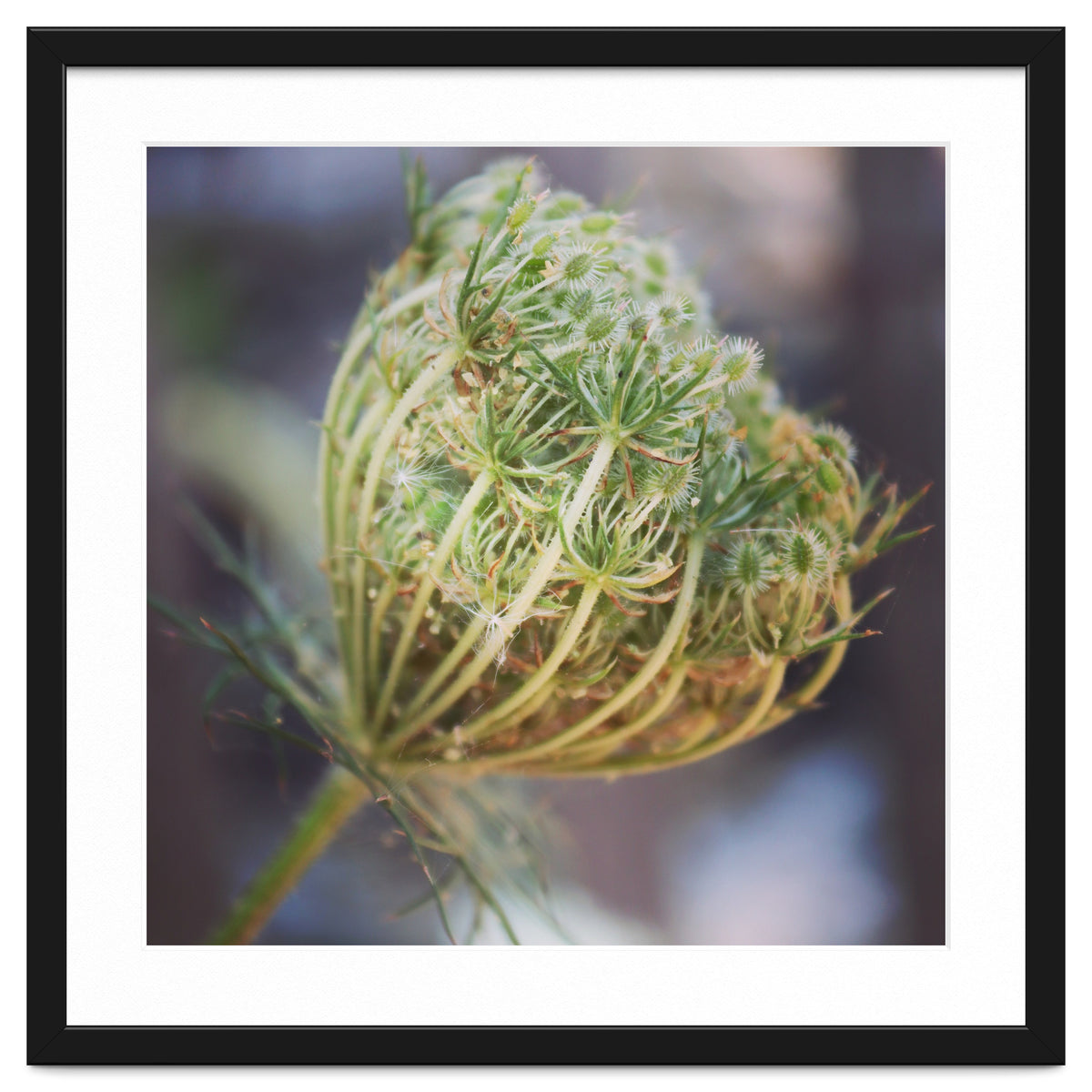 Seed head