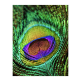 Peacock feather (Print Only) thumbnail