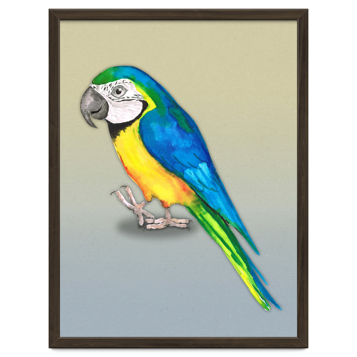 Blue and yellow macaw