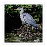 Heron (Print Only) thumbnail