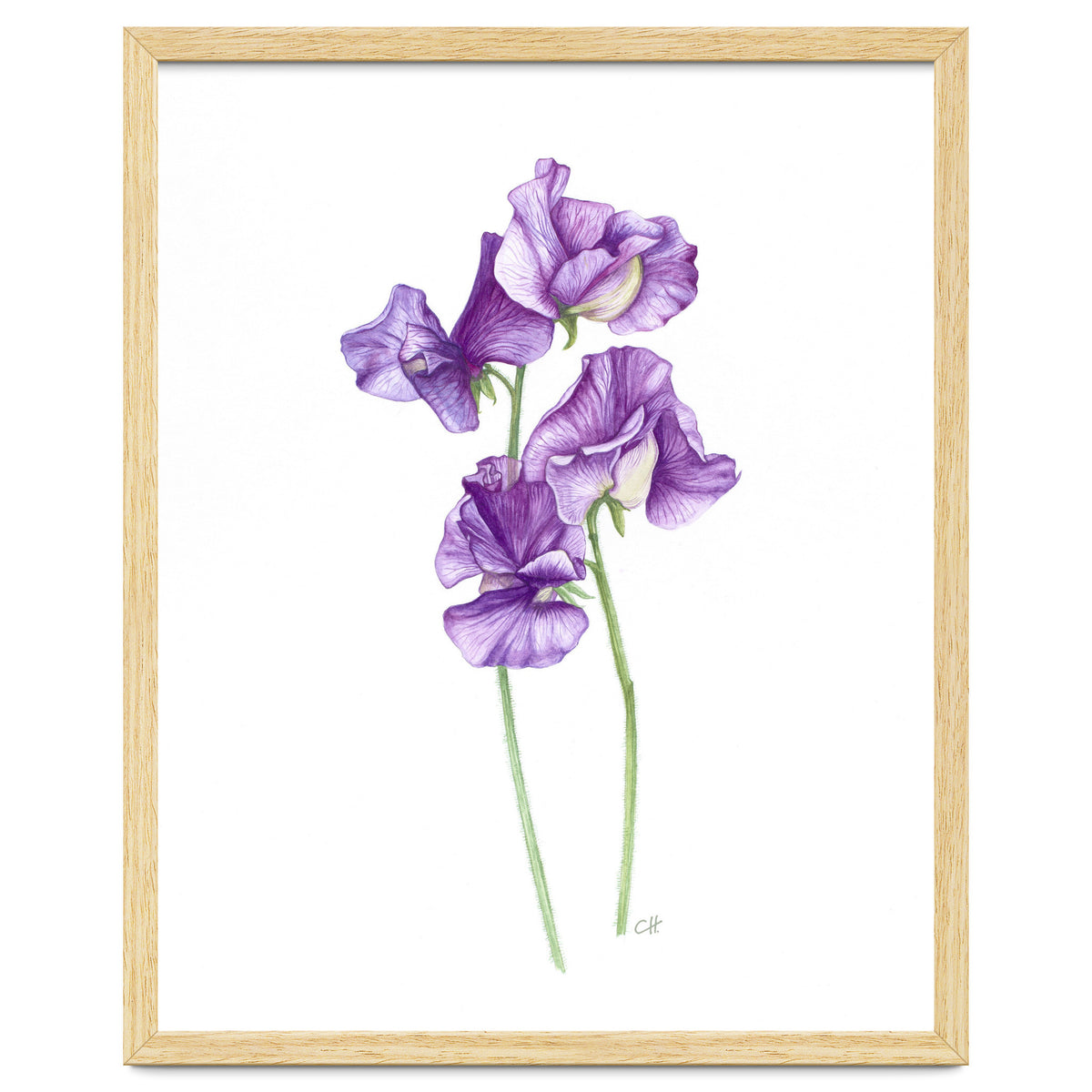 A Purple Posy Of Sweet Peas