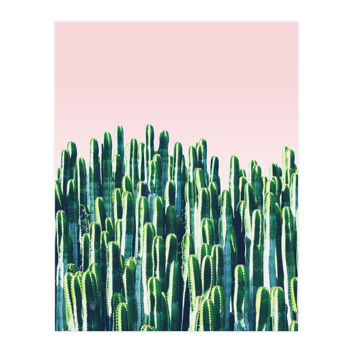 Cactus & Sunset II (Print Only)
