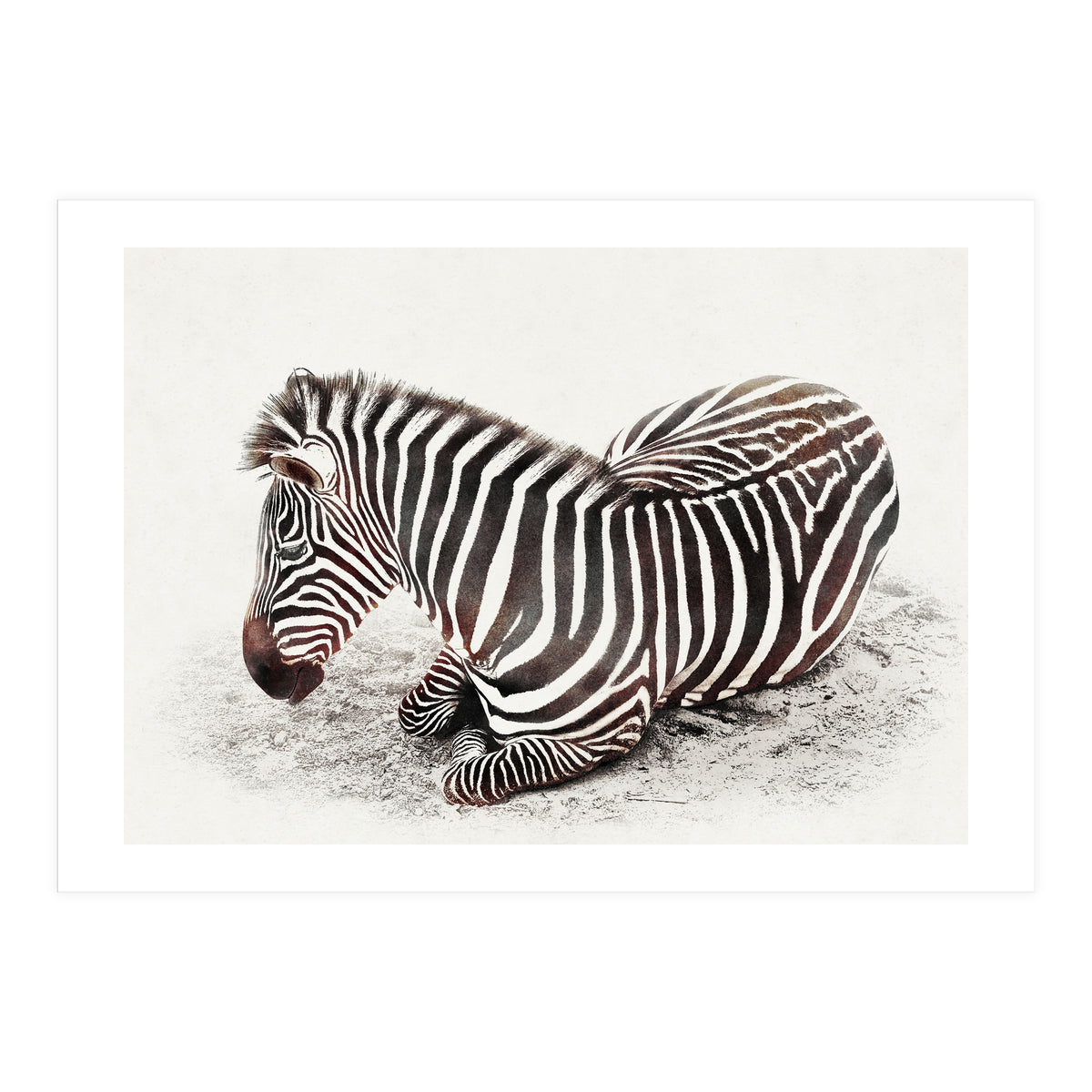 Zebra (Print Only)