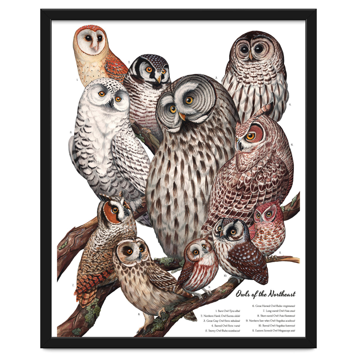 Owls Of The Northeast