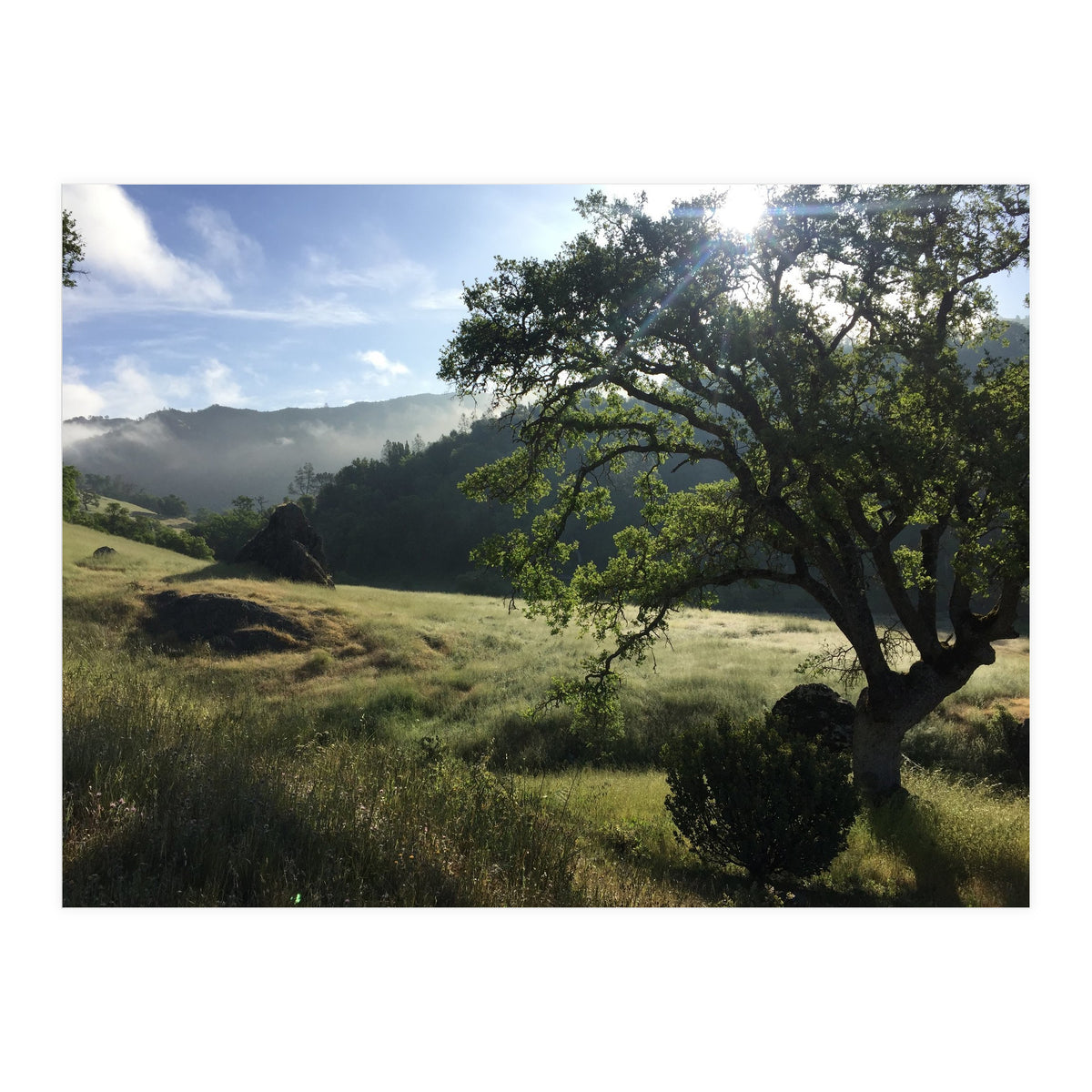 Henry Coe I (Print Only)