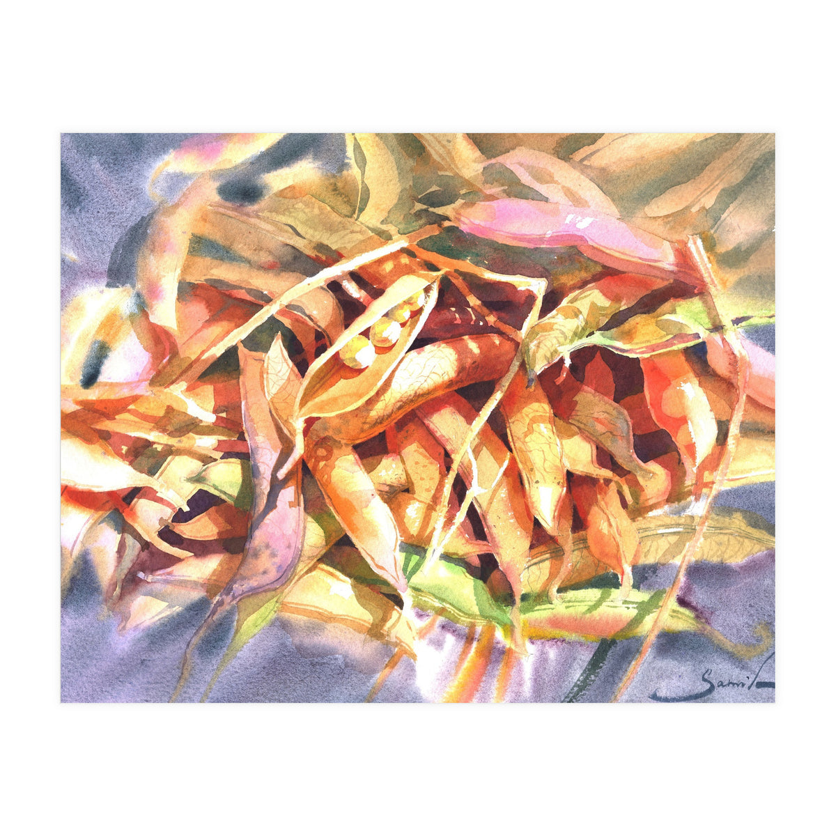 Bean Pods  (Print Only)