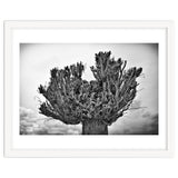 Cut down tree top thumbnail