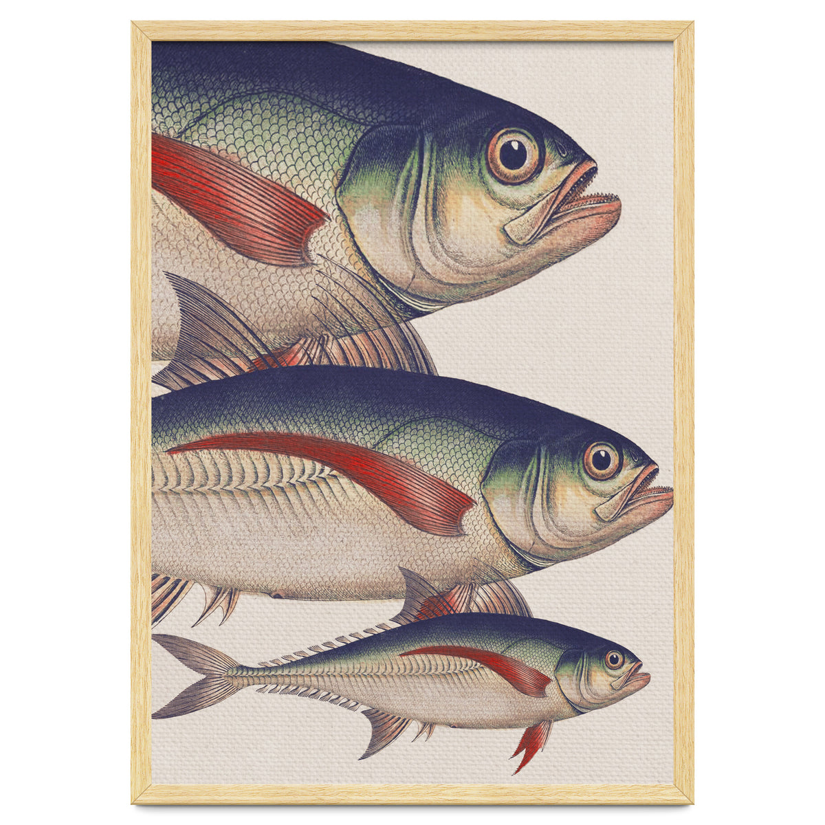 Fish Classic Designs 5