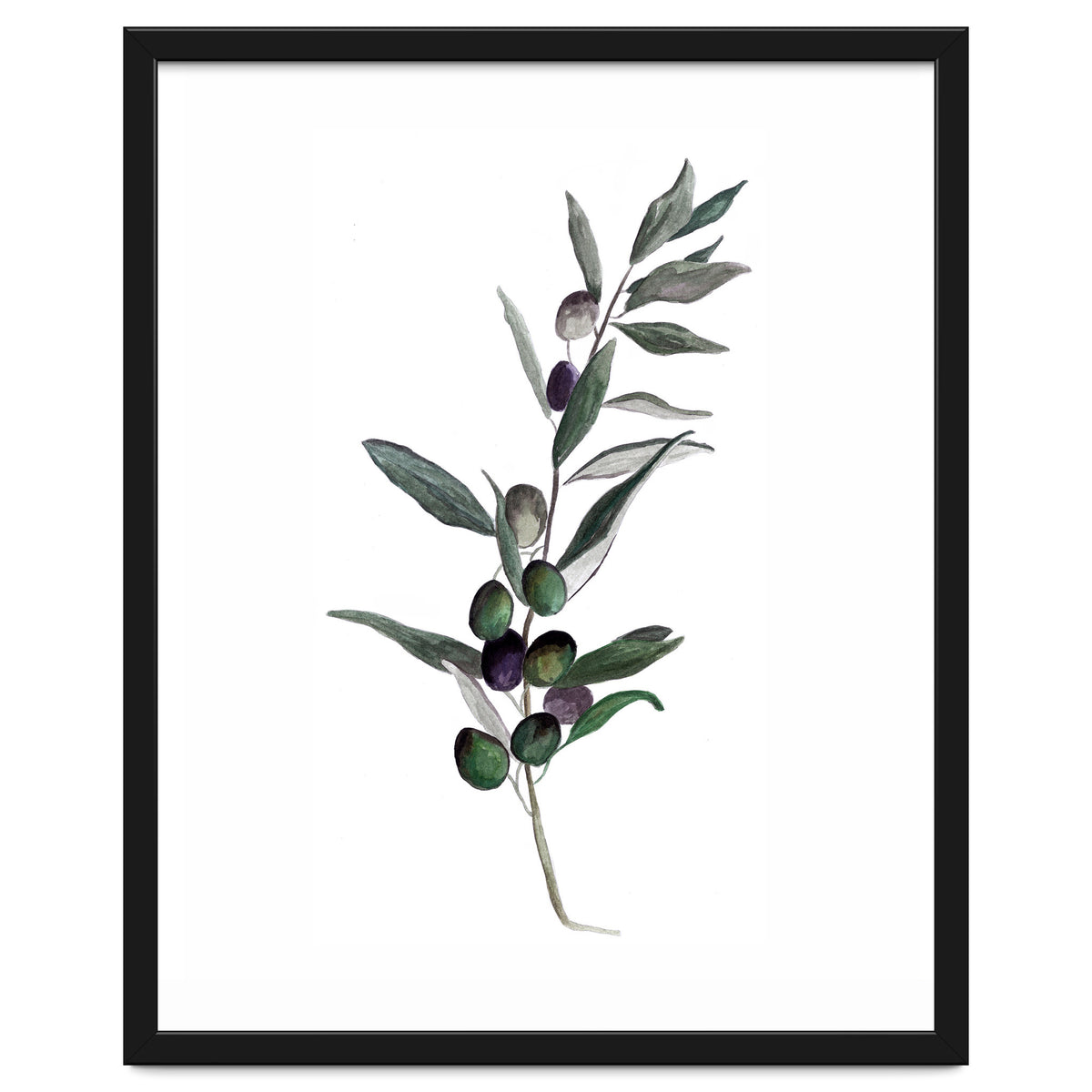 Botanical Illustration Olive