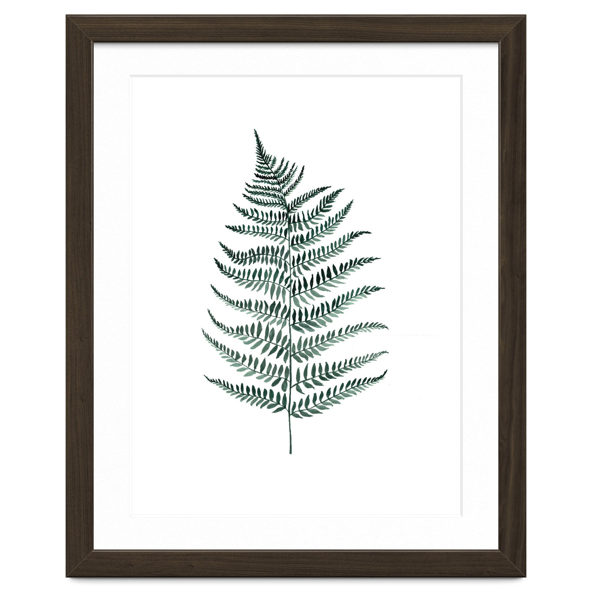 Botanical Illustration Silverfern