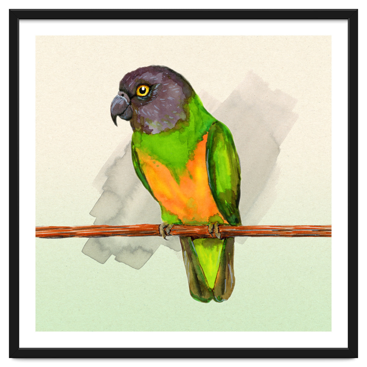 Senegal parrot watercolor