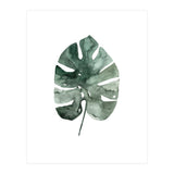 Botanical Illustration Monstera Leaf (Print Only) thumbnail