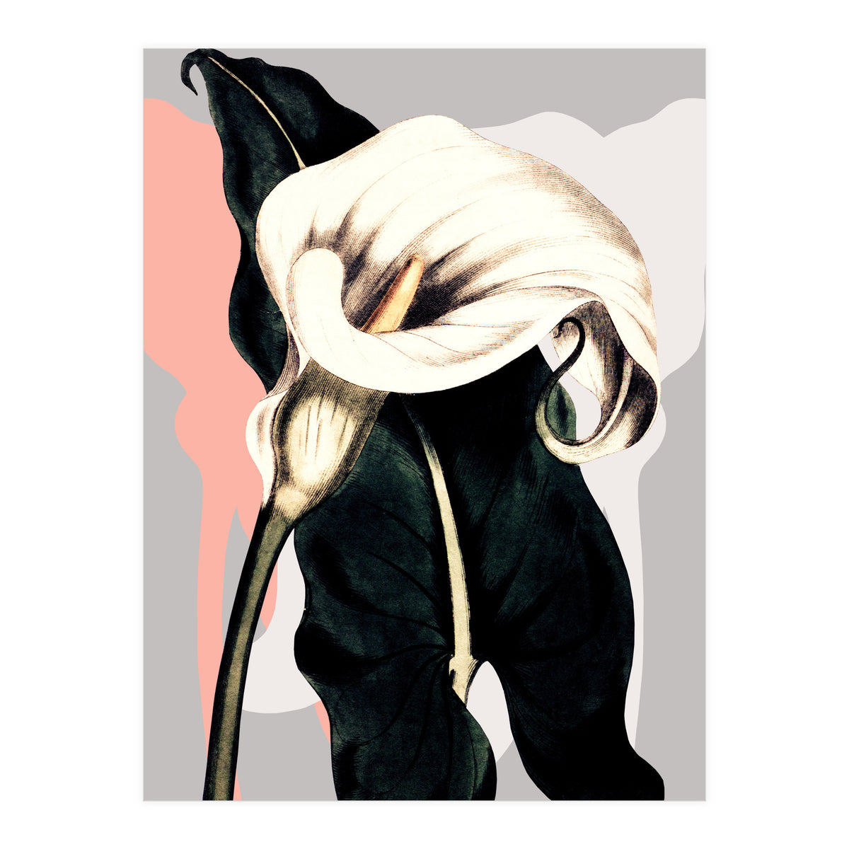 Calla lily flower (Print Only)