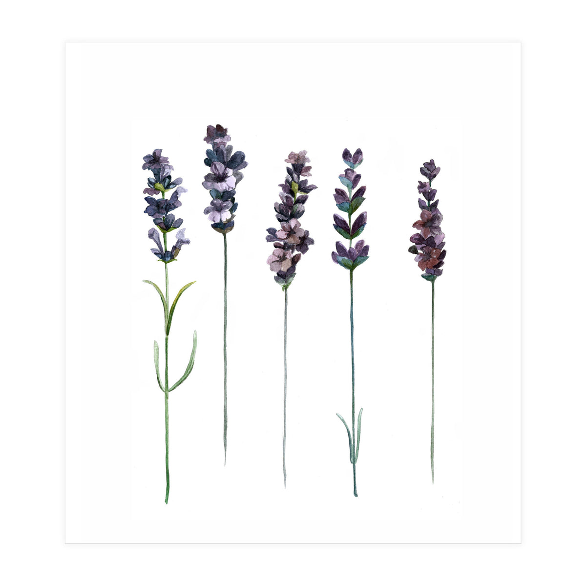 Botanical Illustration Lavender (Print Only)