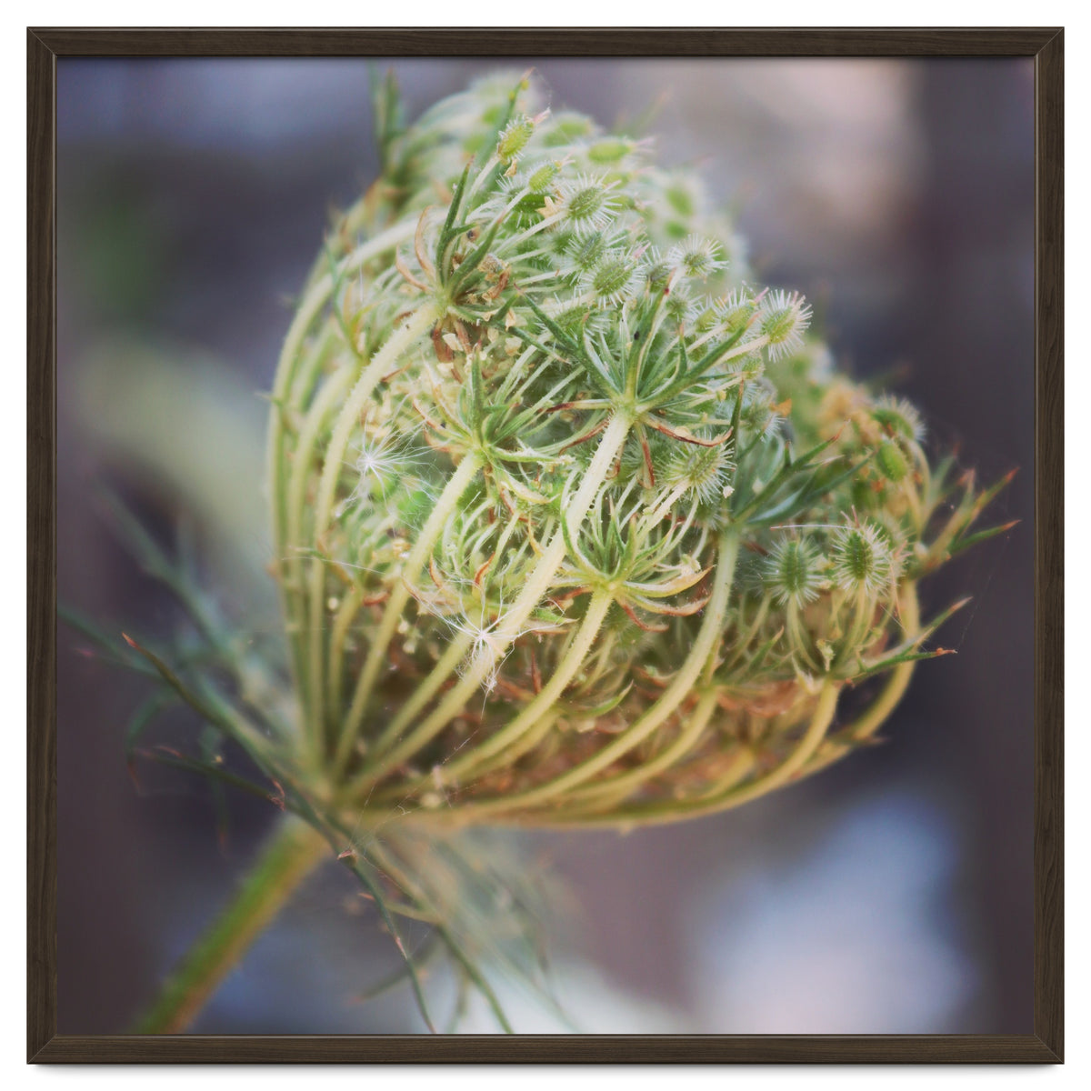 Seed head