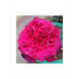 Beautiful Fragrant Rose (Print Only) thumbnail