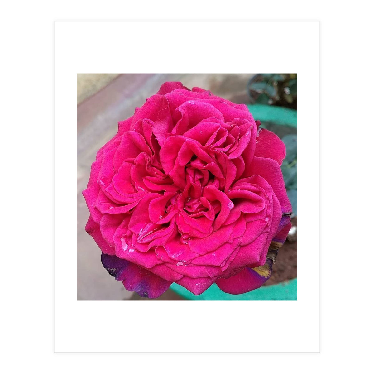 Beautiful Fragrant Rose (Print Only)