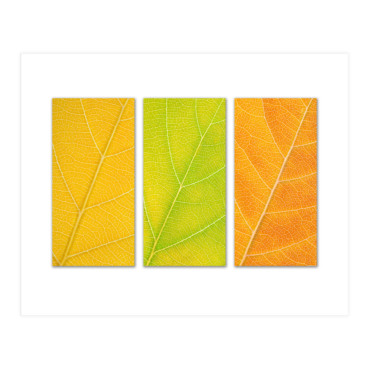 Autumn Leaves (Print Only)