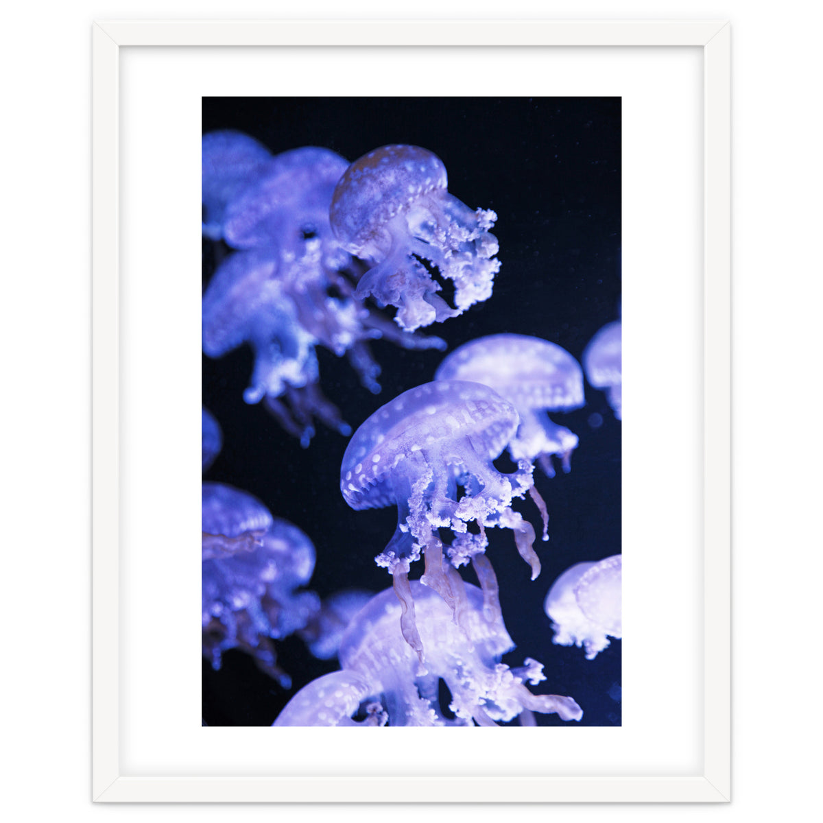 Jellyfish