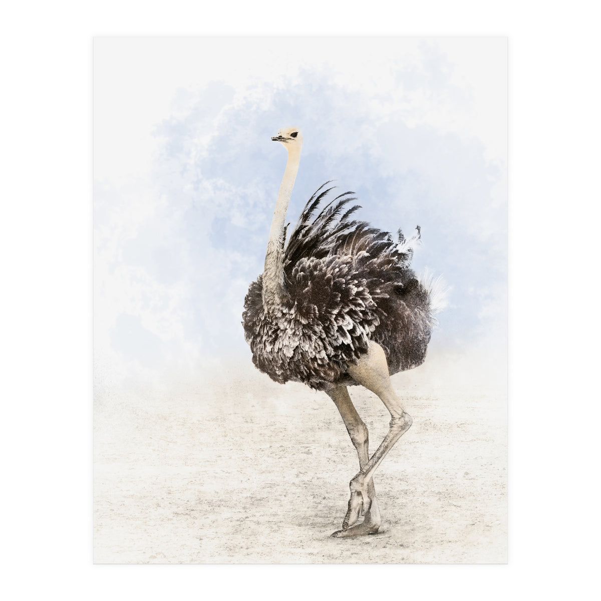 Ostrich (Print Only)