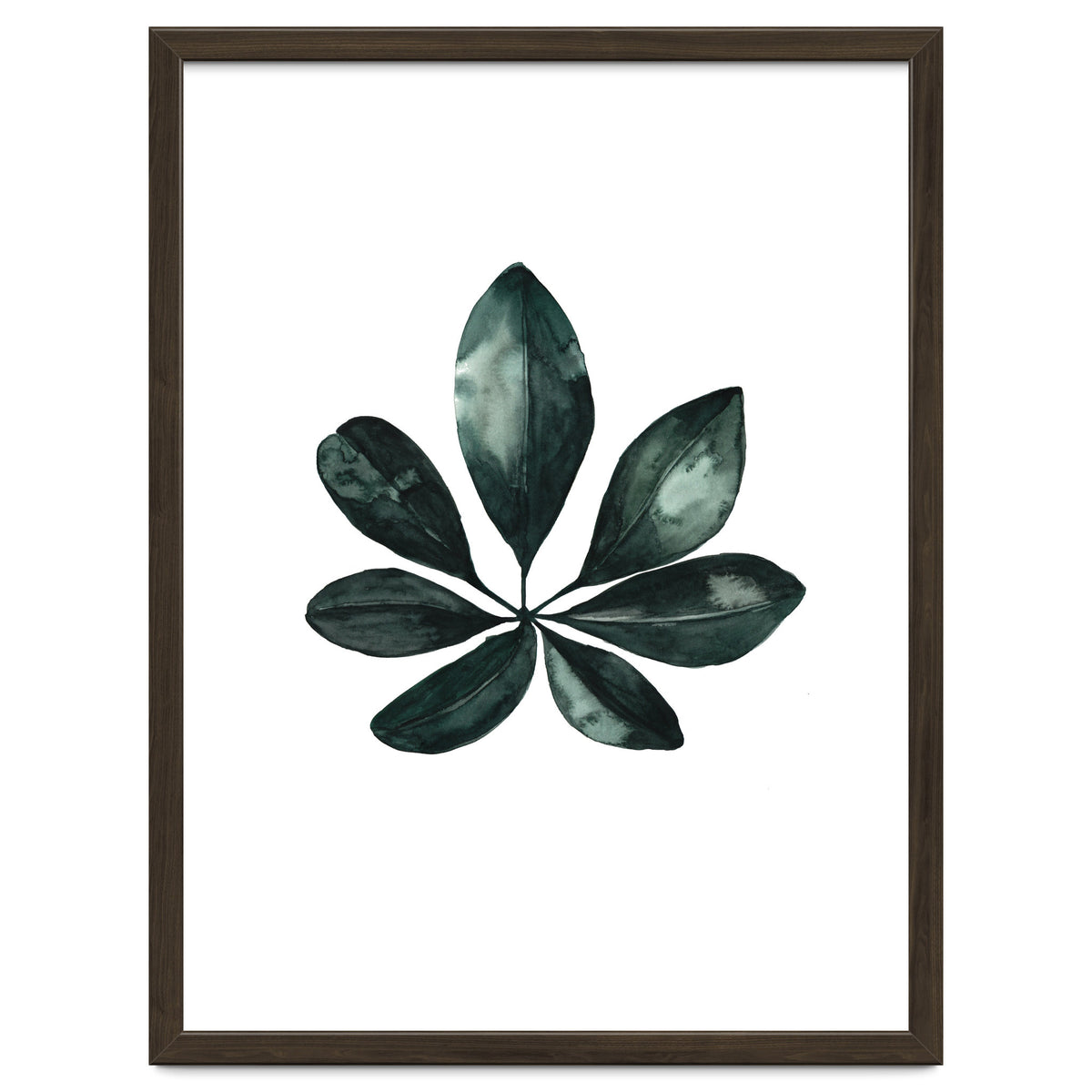 Botanical Illustration Arboricola Schefflera