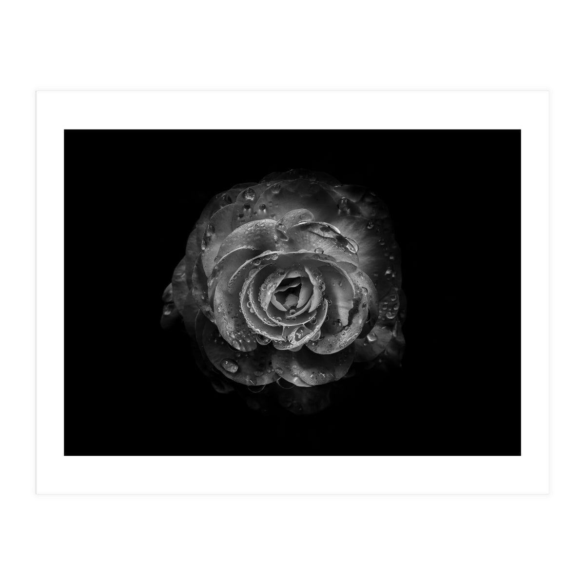 Backyard Flowers In Black And White No 64 (Print Only)