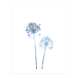 Blue Dandelion (Print Only) thumbnail