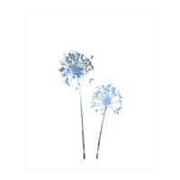 Blue Dandelion (Print Only)